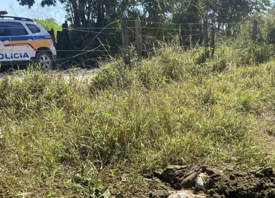 Criminosos invadem fazenda, abatem vaca prenha e furtam carne em Pedro Leopoldo