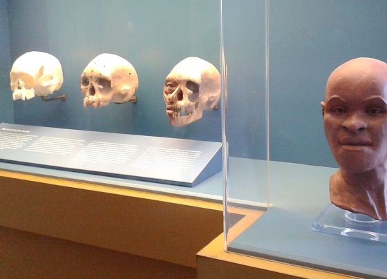 Fósseis de MG: conheça alguns dos achados pré-históricos identificados na região