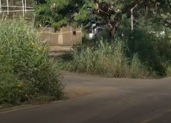 MATO ALTO: Moradores questionam risco na saída do bairro São Paulo para estrada do Barrocão em Matozinhos