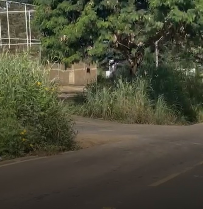 MATO ALTO: Moradores questionam risco na saída do bairro São Paulo para estrada do Barrocão em Matozinhos