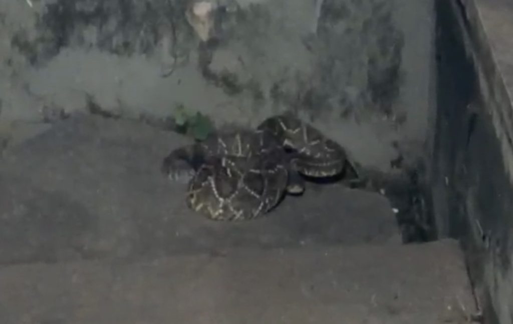 Morador denuncia falta de limpeza e relata aparecimento de cobra em Pedro Leopoldo