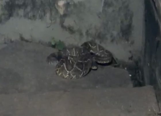 Morador denuncia falta de limpeza e relata aparecimento de cobra em Pedro Leopoldo