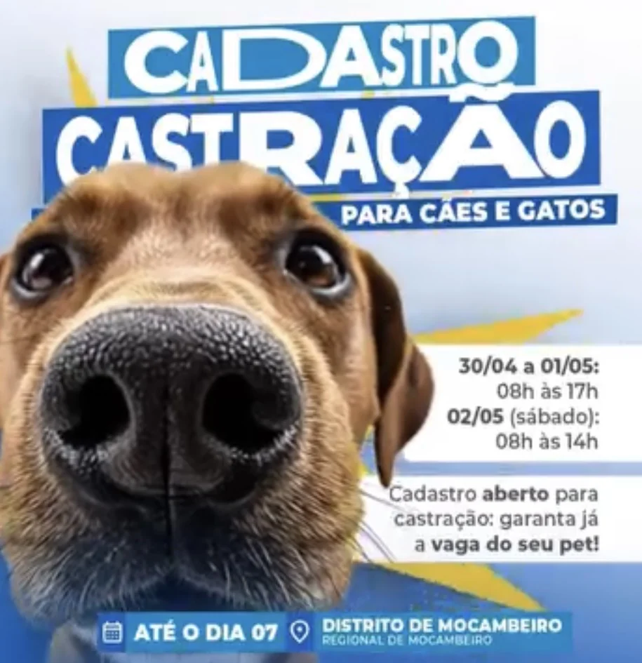 Pré-cadastro para castração de cães e gatos é realizado em Matozinhos