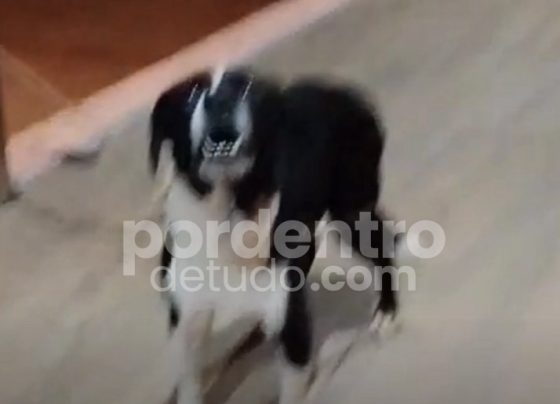 VIDEO : Cachorro invade casas, mobiliza moradores e é resgatado pelos bombeiros em Mocambeiro