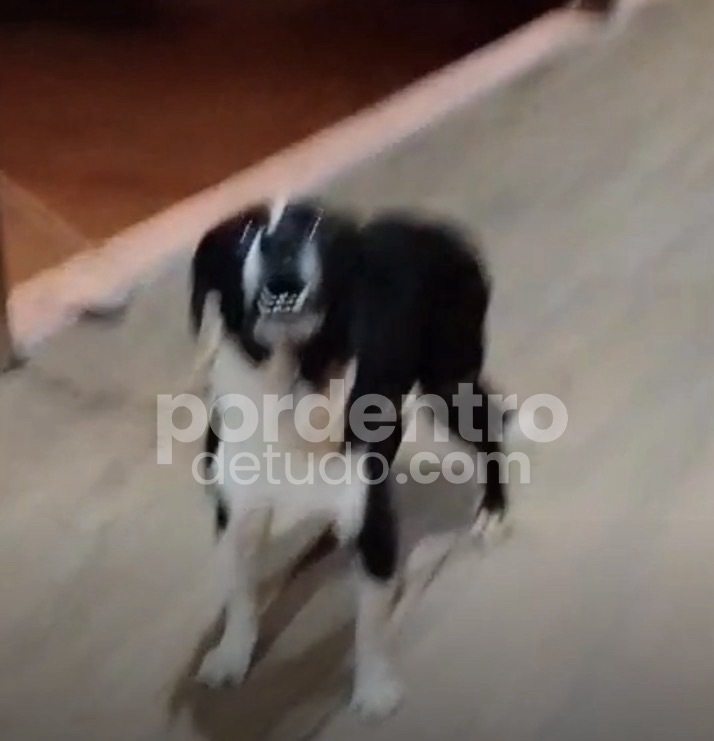 VIDEO : Cachorro invade casas, mobiliza moradores e é resgatado pelos bombeiros em Mocambeiro
