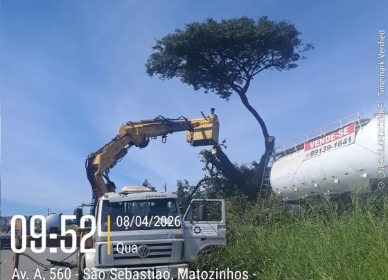 VÍDEO: Defesa Civil realiza poda após risco de queda de árvore em Matozinhos