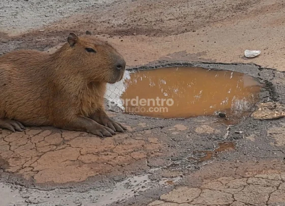 Vazamento de água sem solução há 3 meses revolta moradores que criam imagem no IA para ironizar situação em Pedro Leopoldo