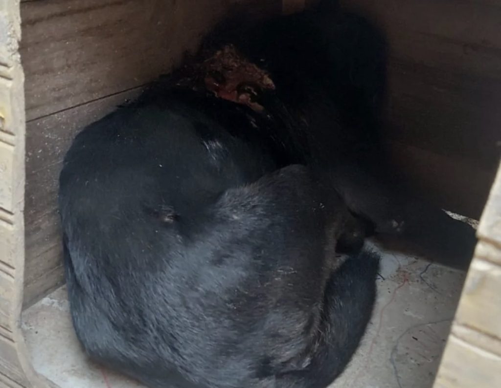 Cachorro é encontrado em situação grave e mobiliza corrente de ajuda em Pedro Leopoldo