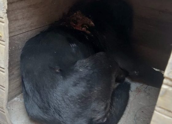 Cachorro é encontrado em situação grave e mobiliza corrente de ajuda em Pedro Leopoldo