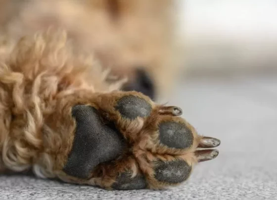 Cão comunitário morre após ser atropelado por ônibus em Pedro Leopoldo