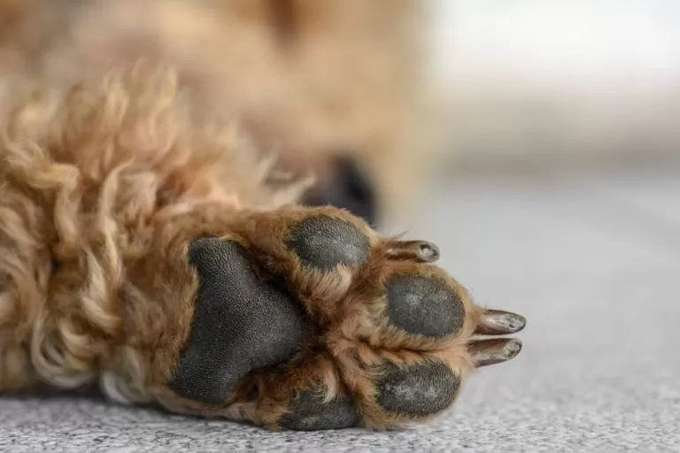Cão comunitário morre após ser atropelado por ônibus em Pedro Leopoldo