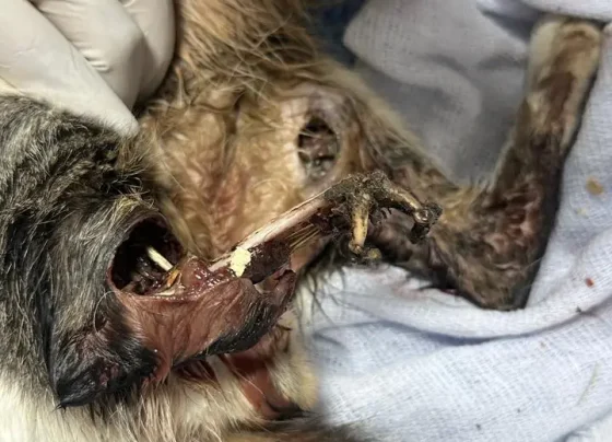 Casos de maus-tratos e desaparecimento de animais geram alerta e pedido de investigação em Pedro Leopoldo