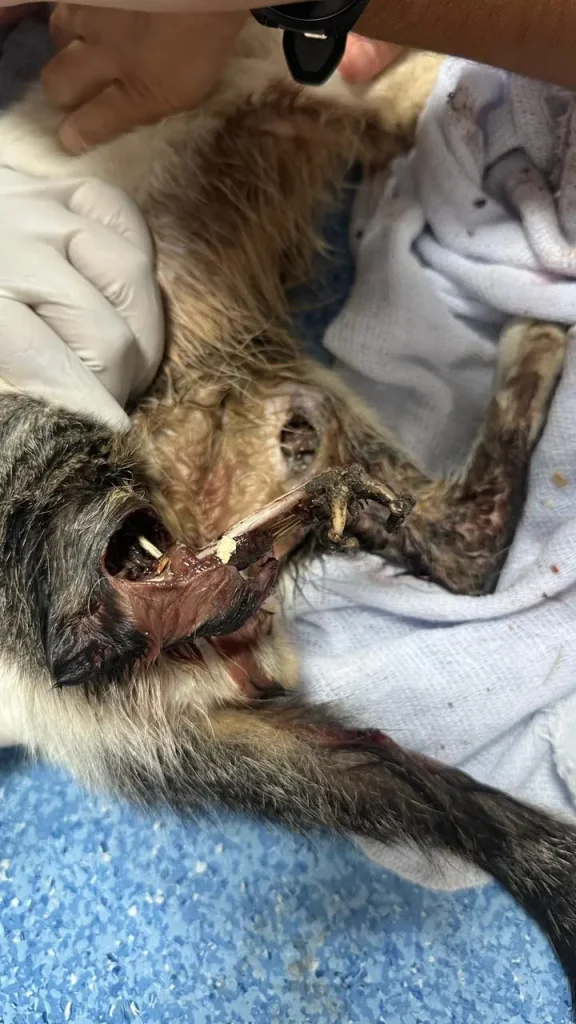 Casos de maus-tratos e desaparecimento de animais geram alerta e pedido de investigação em Pedro Leopoldo