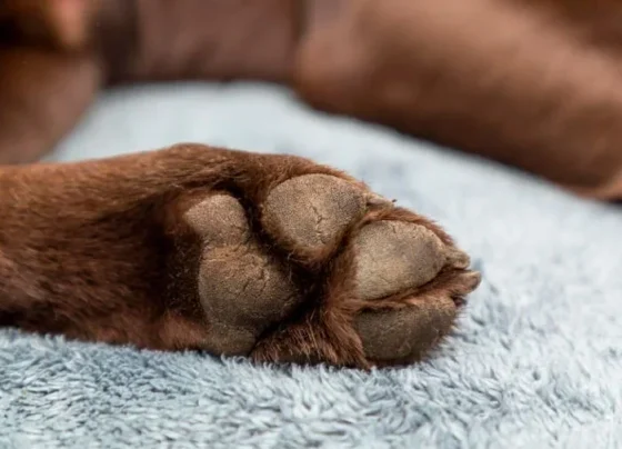 Ex-companheiro invade casa, furta filhote de pitbull e animal é recuperado pela PM em Sete Lagoas