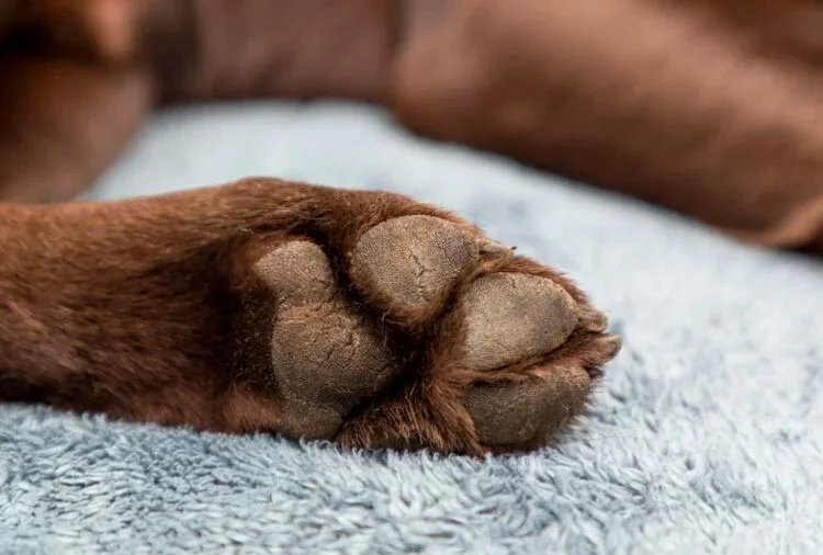 Ex-companheiro invade casa, furta filhote de pitbull e animal é recuperado pela PM em Sete Lagoas
