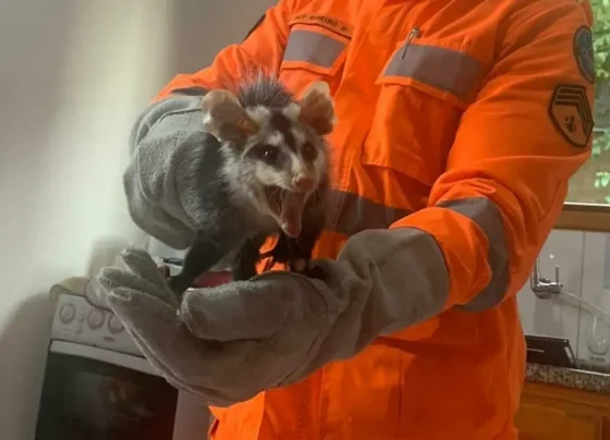 Gambá é encontrado dentro de fogão em residência de Pedro Leopoldo