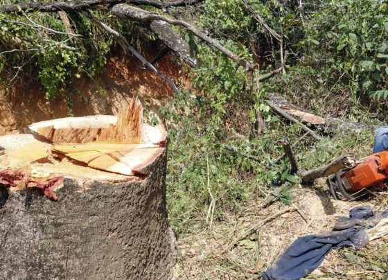 Homem morre após árvore cair durante corte em Pedro Leopoldo