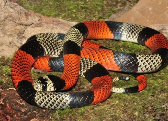Moradora leva susto após cobra coral aparecer em quintal de casa em Sete Lagoas