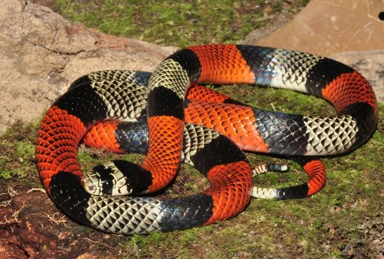 Moradora leva susto após cobra coral aparecer em quintal de casa em Sete Lagoas