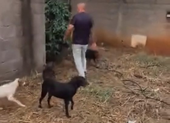 Morte de protetora mobiliza resgate de 25 animais em Pedro Leopoldo