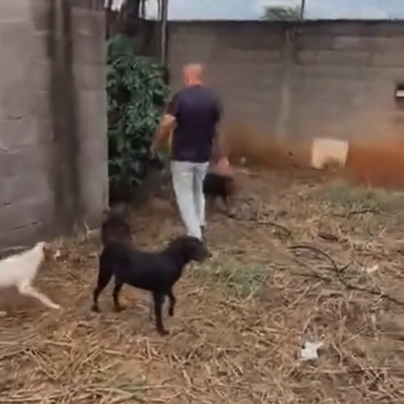 Morte de protetora mobiliza resgate de 25 animais em Pedro Leopoldo