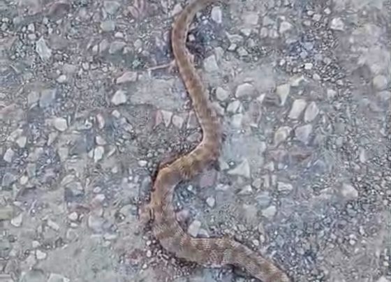 Cobra, escorpiões e aranhas preocupam moradores vizinhos a escola abandonada no bairro Estação em Matozinhos 