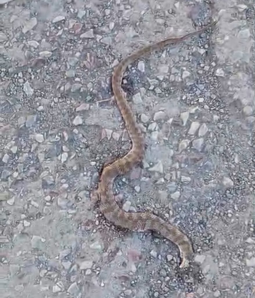 Cobra, escorpiões e aranhas preocupam moradores vizinhos a escola abandonada no bairro Estação em Matozinhos 