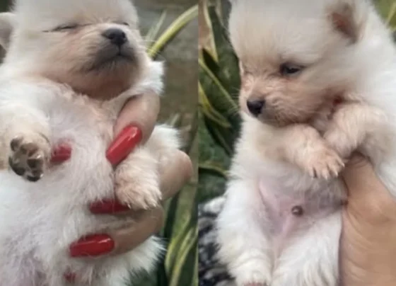 Filhotes de Spitz Alemão avaliados em R$ 12 mil são furtados no bairro Progresso em Matozinhos