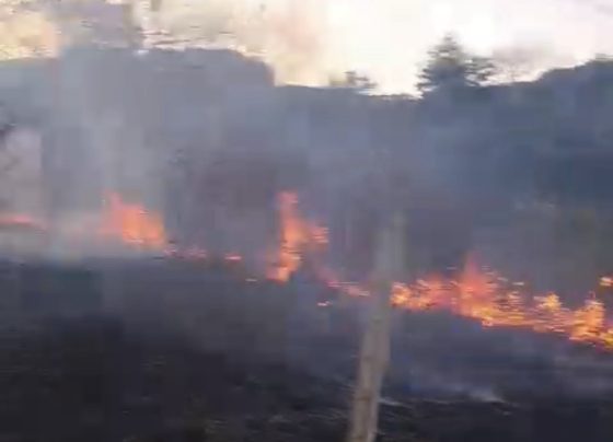 Guarda Municipal identifica incêndio por câmeras e Defesa Civil controla fogo rapidamente em Matozinhos