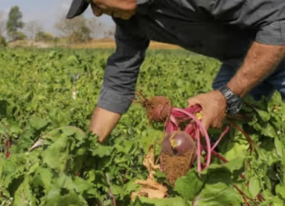 Pedro Leopoldo será cidade piloto em programa que une saúde e agropecuária