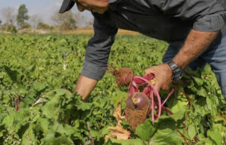 Pedro Leopoldo será cidade piloto em programa que une saúde e agropecuária