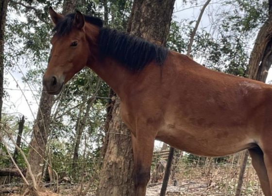 Seis cavalos são apreendidos próximo ao Parque Estadual do Sumidouro em Pedro Leopoldo