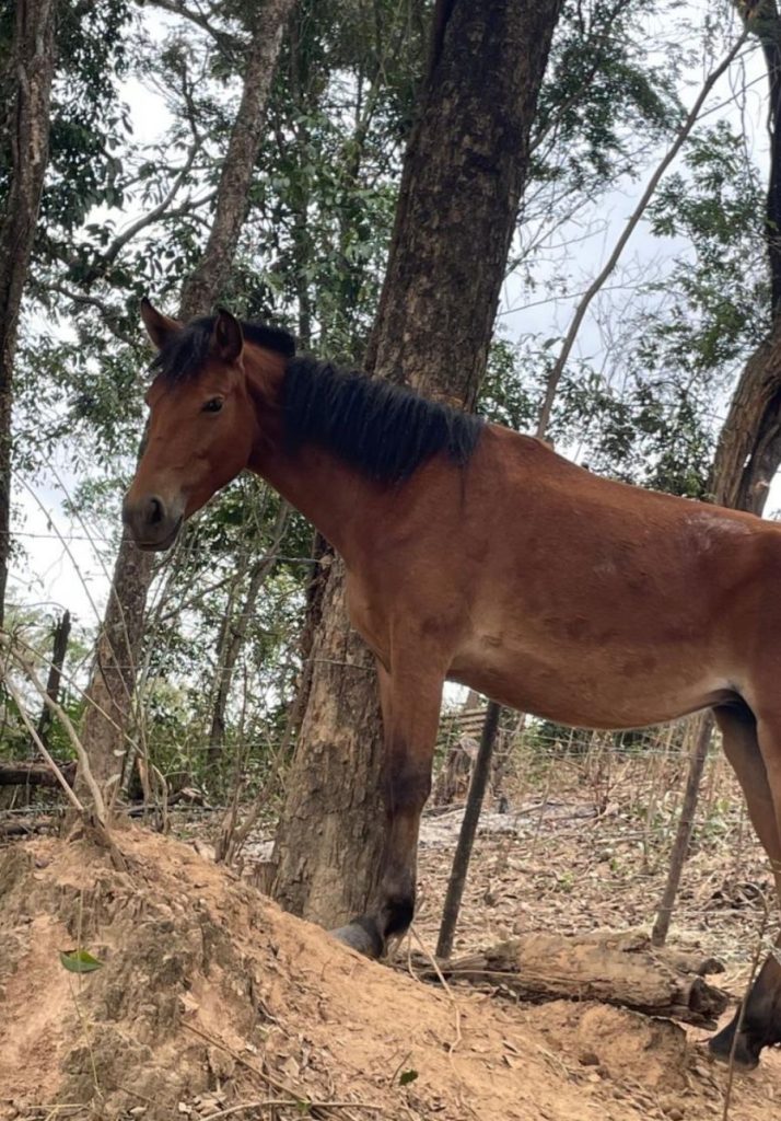 Seis cavalos são apreendidos próximo ao Parque Estadual do Sumidouro em Pedro Leopoldo