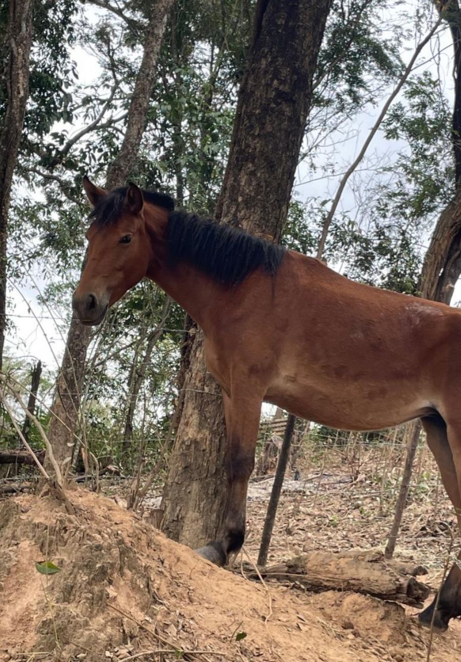 Seis cavalos são apreendidos próximo ao Parque Estadual do Sumidouro em Pedro Leopoldo