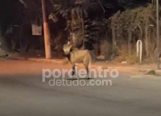VÍDEO: Lobo-guará é flagrado circulando próximo à Praça do Rosário em Matozinhos