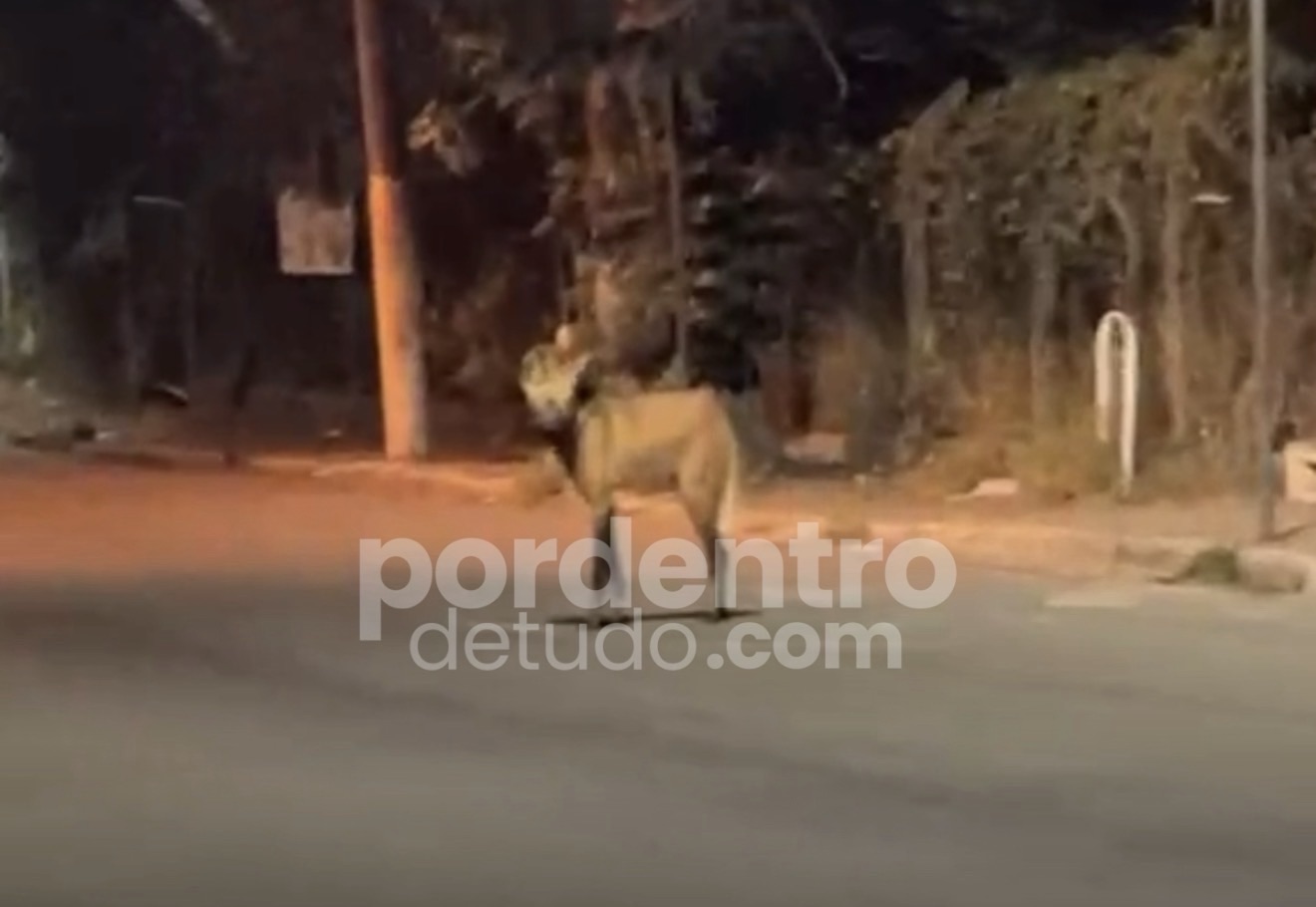 VÍDEO: Lobo-guará é flagrado circulando próximo à Praça do Rosário em Matozinhos