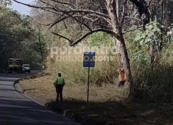 VÍDEO: Supressão de árvores acontece nesta quarta-feira na MG-424 em Matozinhos