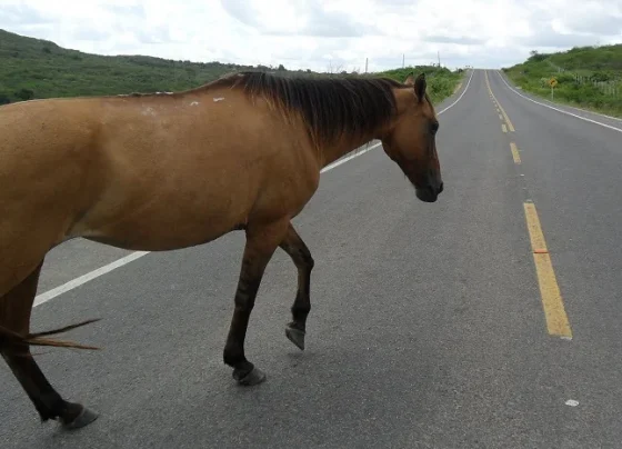Motociclista fica ferido após bater em cavalo solto em avenida de Matozinhos