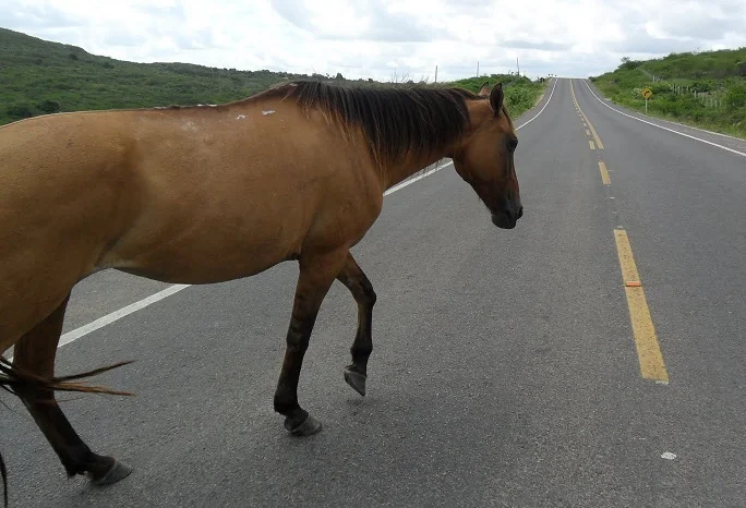 Motociclista fica ferido após bater em cavalo solto em avenida de Matozinhos