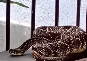 Bombeiros capturam cascavéis em caixa d’água desativada em Sete Lagoas