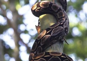 Bombeiros capturam duas jiboias em árvore de residência em Sete Lagoas
