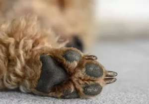 Cão comunitário morre após ser atropelado por ônibus em Pedro Leopoldo