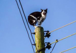Gato de energia: Polícia investiga suspeita de ligação clandestina em imóvel de Sete Lagoas