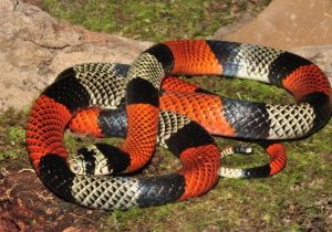 Moradora leva susto após cobra coral aparecer em quintal de casa em Sete Lagoas