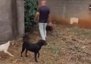 Morte de protetora mobiliza resgate de 25 animais em Pedro Leopoldo