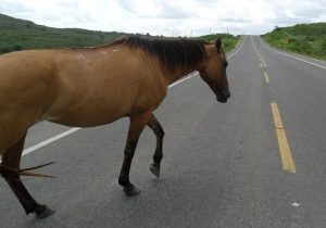 Motociclista fica ferido após bater em cavalo solto em avenida de Matozinhos