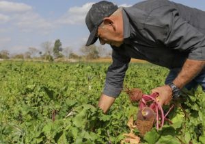 Projeto quer fortalecer agricultura familiar em Pedro Leopoldo