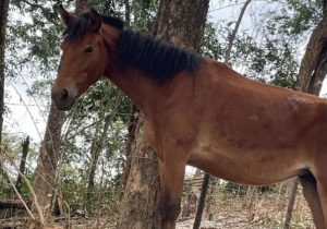 Seis cavalos são apreendidos próximo ao Parque Estadual do Sumidouro em Pedro Leopoldo