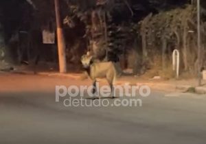 VÍDEO: Lobo-guará é flagrado circulando próximo à Praça do Rosário em Matozinhos